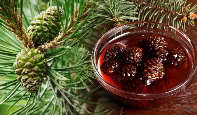 Kozalak Şurubu Kullananlar